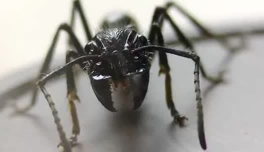 Close view of a large black ant with open mandibles.