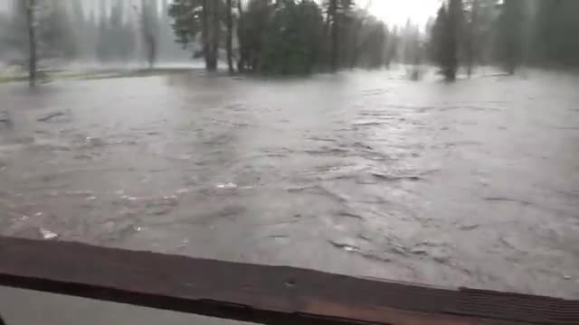 Floodwater covering the ground under trees.