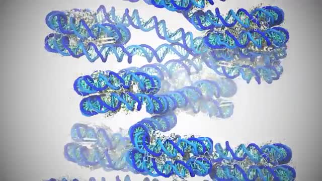 A simulation of packed DNA strands
