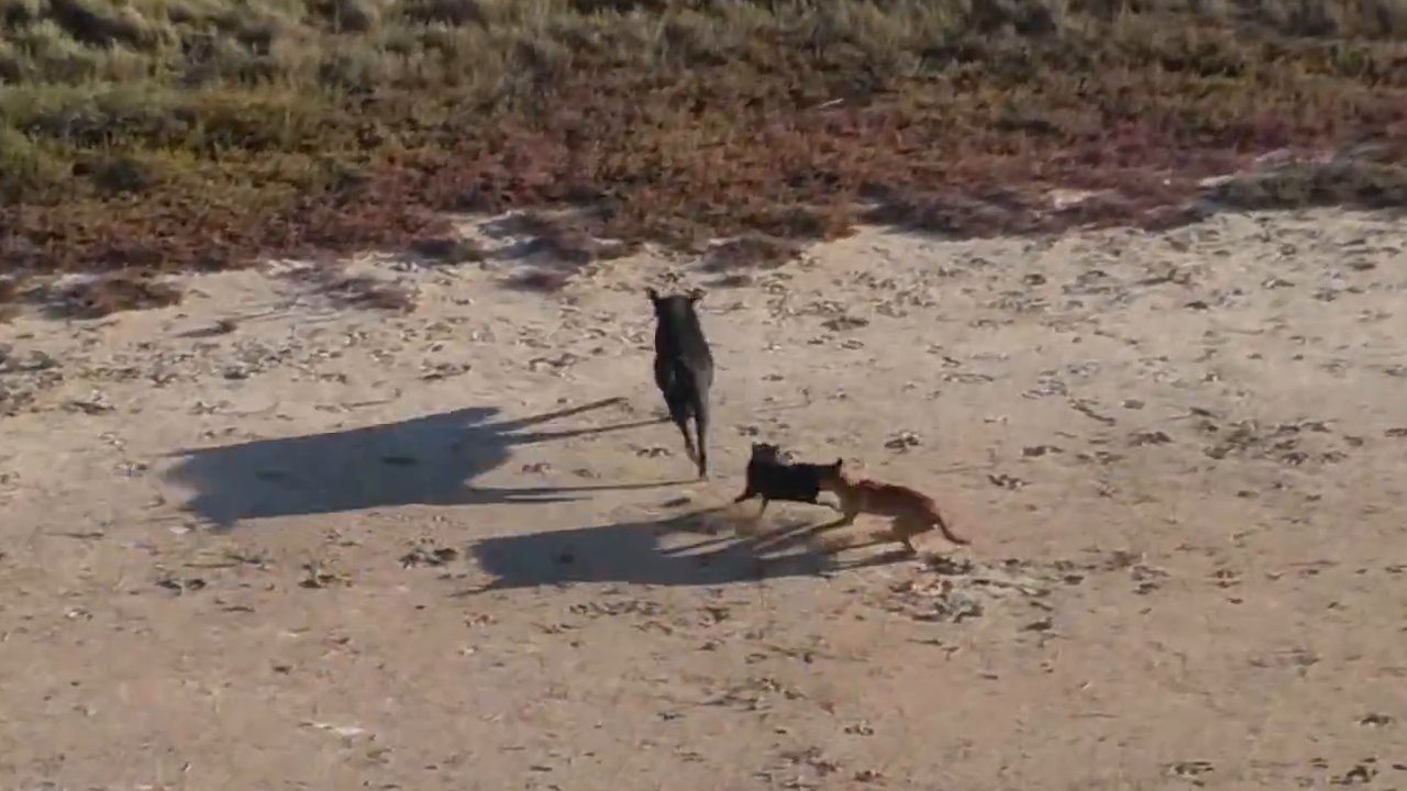 Aerial view of a dingo closing in on a feral pig on open sandy ground in the Gulf country.