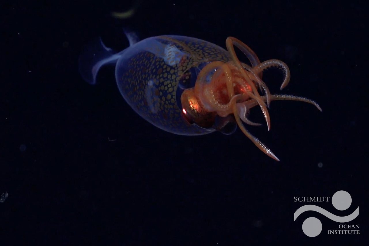 Translucent juvenile colossal squid filmed by ROV SuBastian at 600 m depth