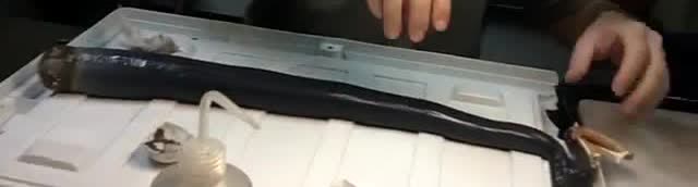 A long black shipworm tube lying in a white tray.
