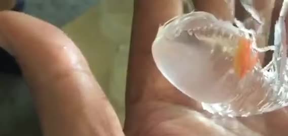 A transparent amphipod in an open hand