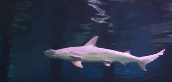 A bonnethead shark swimming