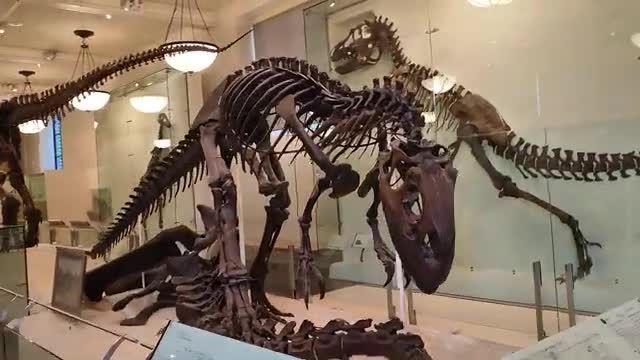 Mounted theropod skeletons in a museum hall