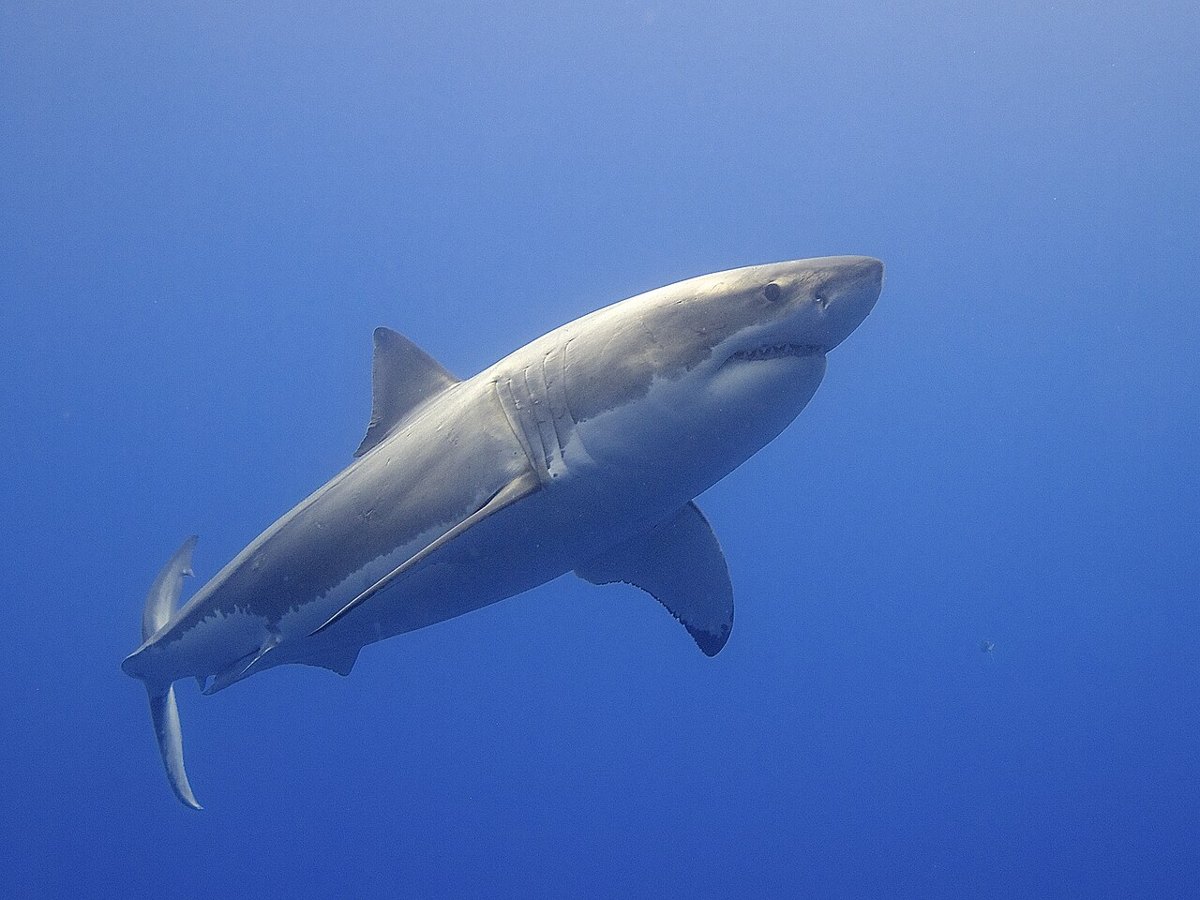 Great white shark swimming