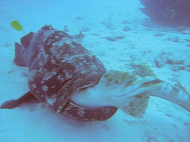 Goliath grouper with a spotted shark half-swallowed in its open jaws