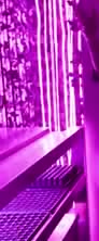 Seedling trays under purple grow lights in a container farm.