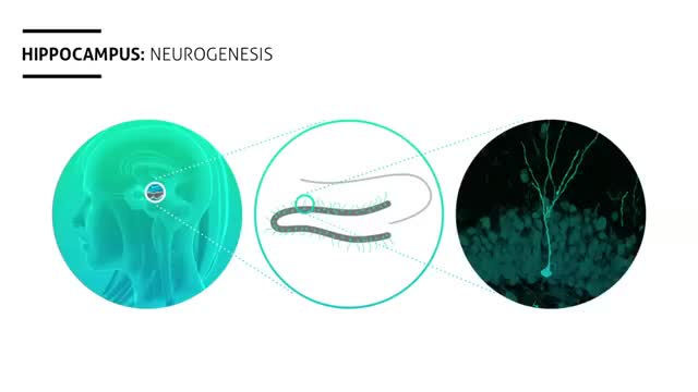 Diagram of neurogenesis in the hippocampus