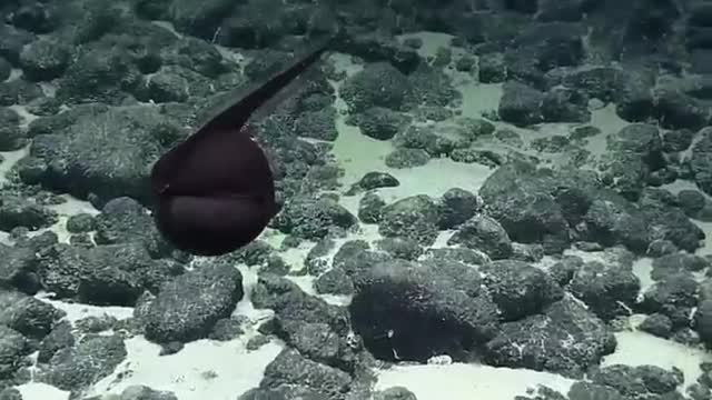 A gulper eel with its mouth inflated