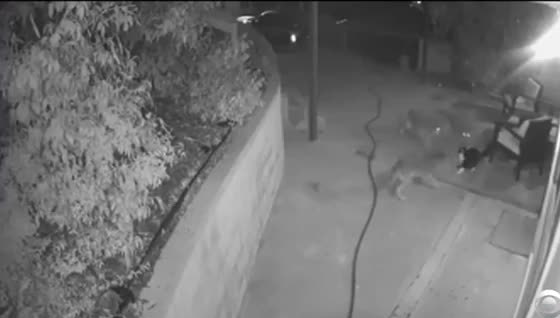 Night security-camera view of a cat facing coyotes on a driveway.