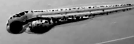A developing embryo with a lengthening body
