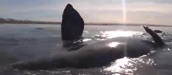 A humpback whale surfacing beside a kayak, one fin raised.