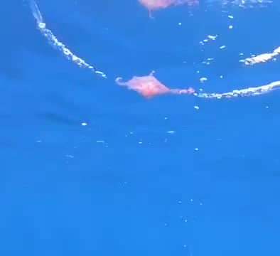 A jellyfish riding inside a vortex ring in blue water