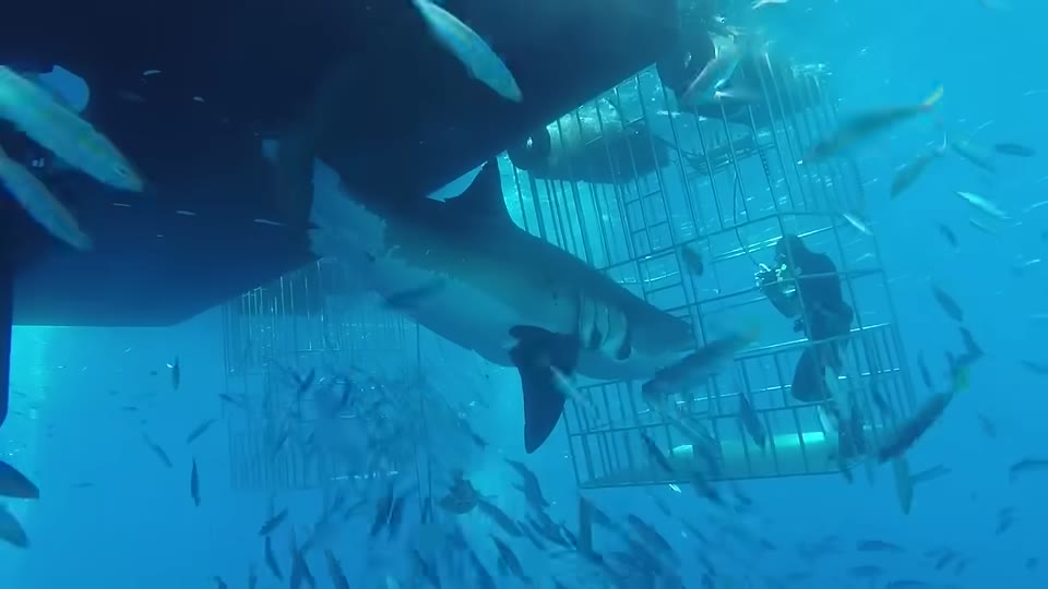 Great white shark swimming past a dive cage in blue water