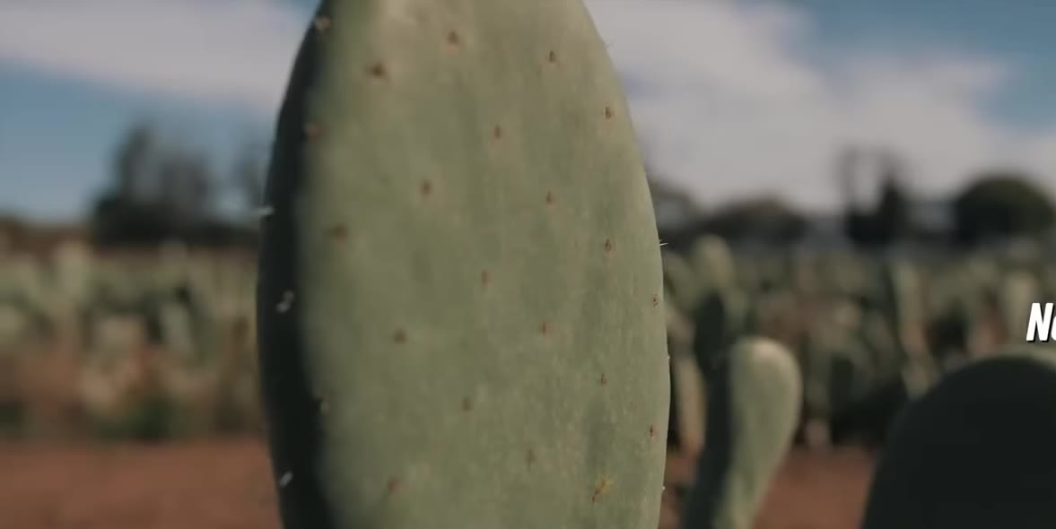 Prickly pear cactus pad, the feedstock for a plant-based leather