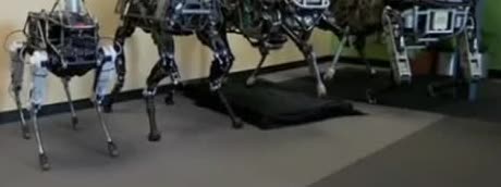 A line of quadruped robots
