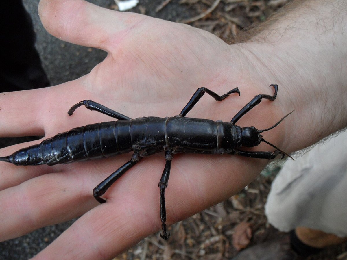 Lord Howe Island stick insect