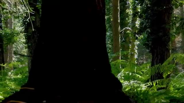 A dark animal among ferns in a forest.