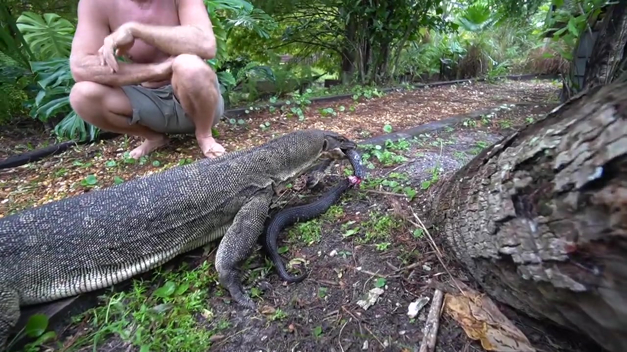 Large monitor lizard on the ground eating a dark snake