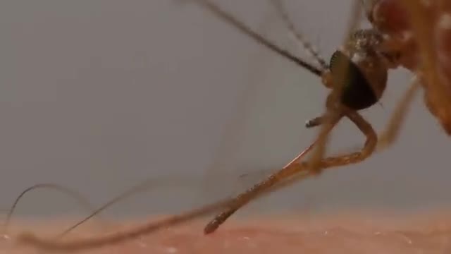 A mosquito proboscis on skin