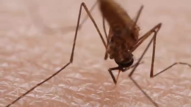 A mosquito on skin.