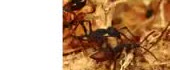 Dark insects on sand.