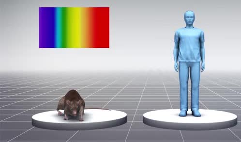 A mouse beside a spectrum of visible light.