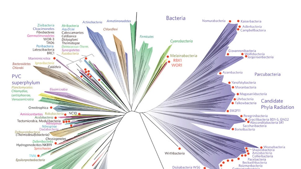 The 2016 Tree of Life diagram, with a large purple bacterial branch labelled Candidate Phyla Radiation on the right.