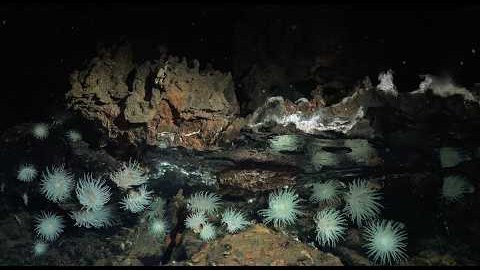 Deep-sea animals clustered around a hydrothermal vent in the Doldrums Fracture Zone