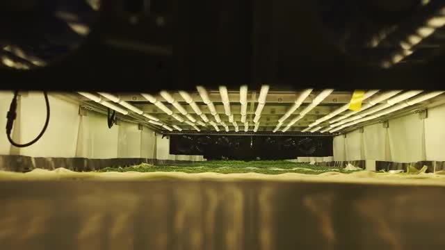 Leafy plants under rows of grow lights