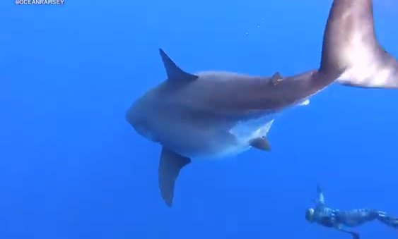 Diver beside a large great white shark in open blue water