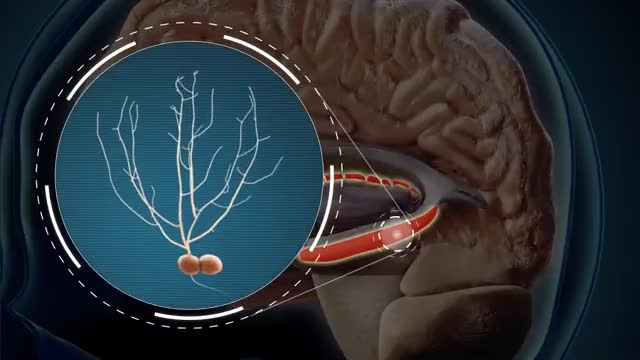 New neurons forming in the adult hippocampus