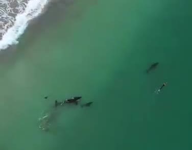Orcas swimming near a person in green water.