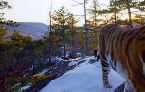 A tiger walking a snowy ridge