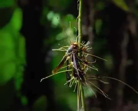 A fungus growing out of an insect on a plant stem