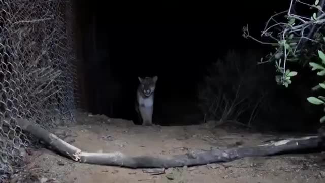 A mountain lion at night by a fence