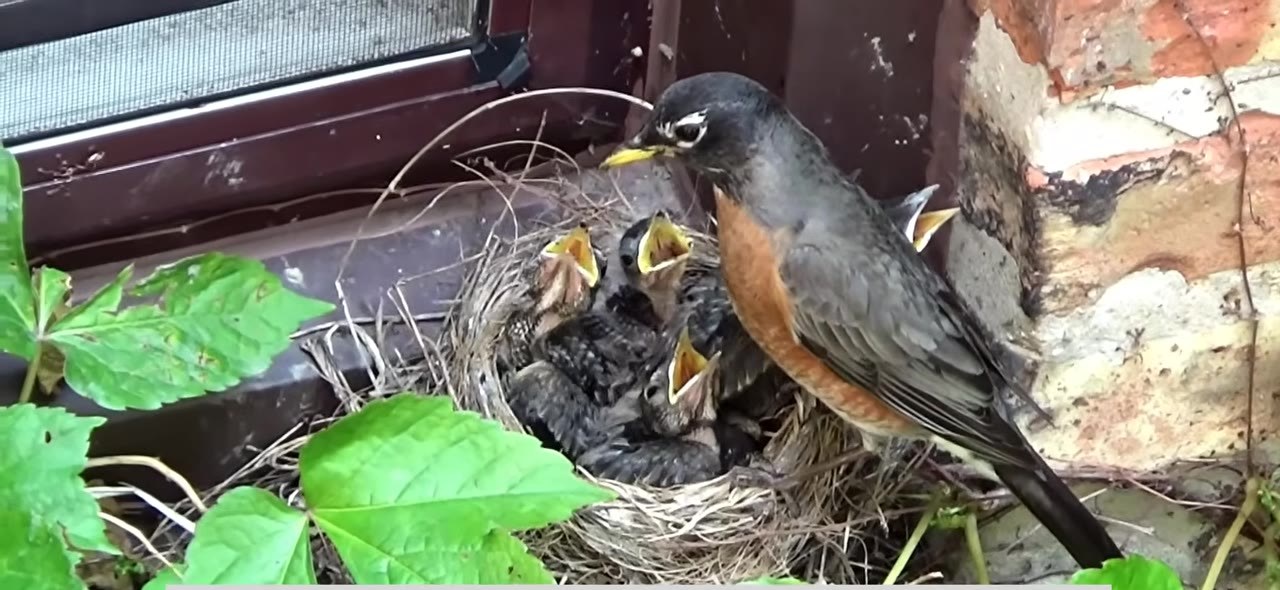 Adult robin at a nest of chicks