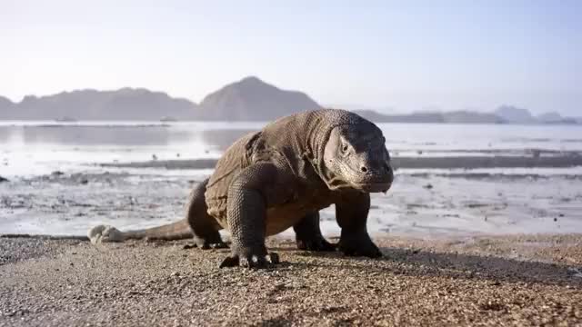 A Komodo dragon standing on a beach with islands behind it.