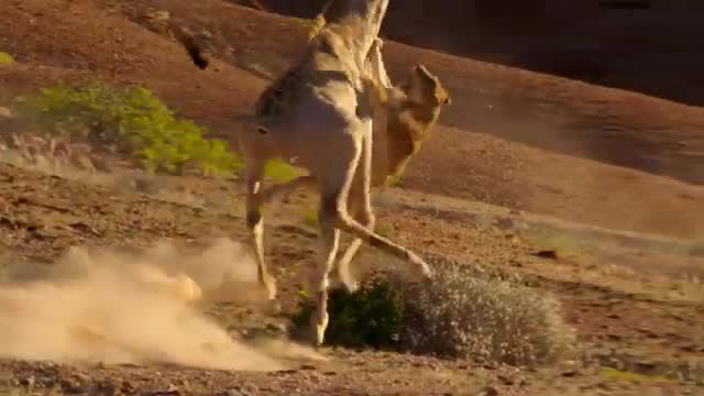 Two animals running through dust on a dry slope.