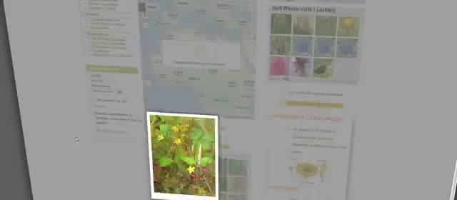 A photograph of a yellow-flowered plant beside identification panels.