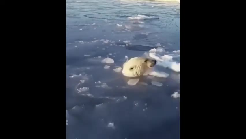 Polar bear head above broken sea ice