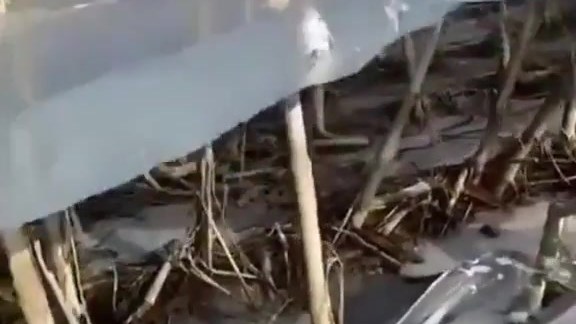 Sheet of ice suspended above mud on dry crop stalks after floodwater receded