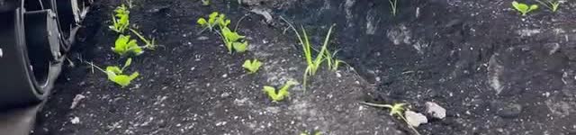A tracked machine beside rows of small plants.