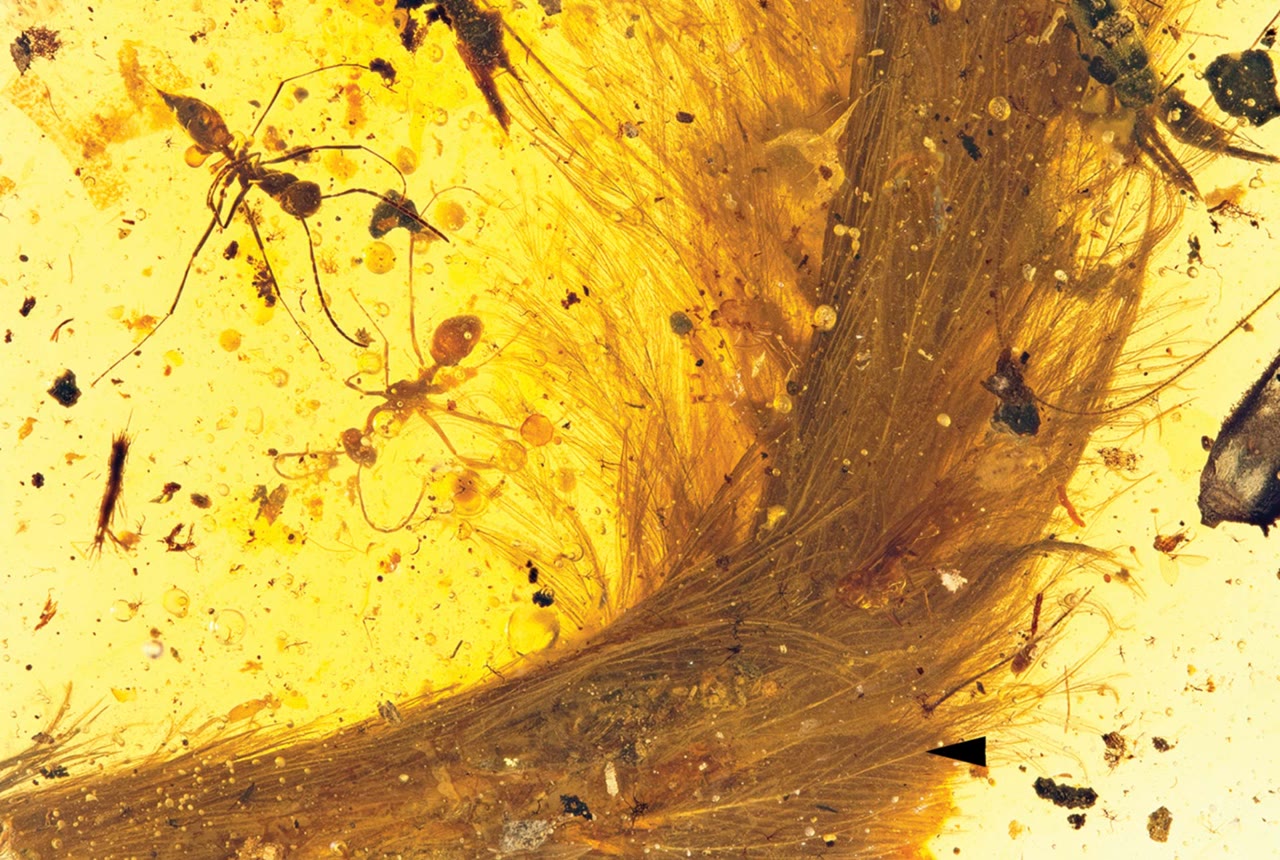 A feathered tail preserved in yellow amber, with insects nearby.