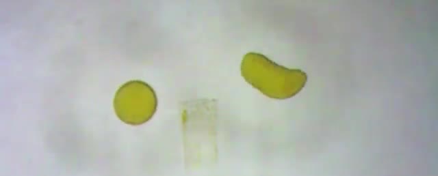 Yellow liquid droplets, including one stretched into a curve, on a pale surface