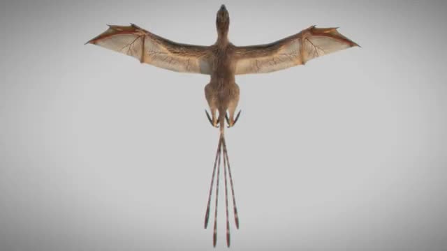 A reconstruction of a membranous-winged dinosaur