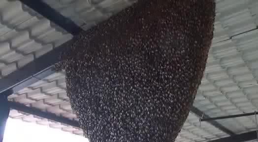 A giant honey bee nest hanging under a roof.