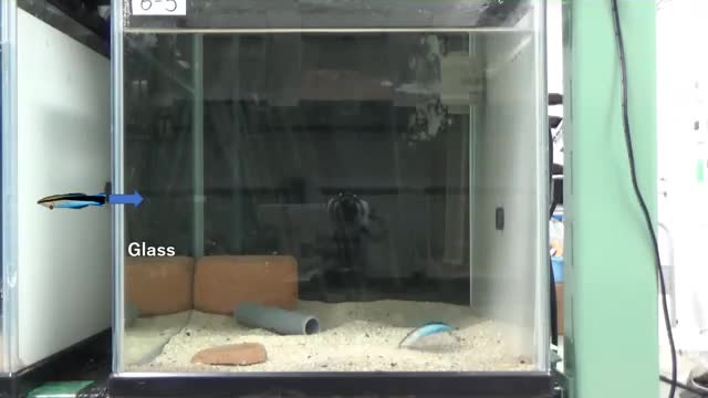 A small striped fish beside a glass tank.
