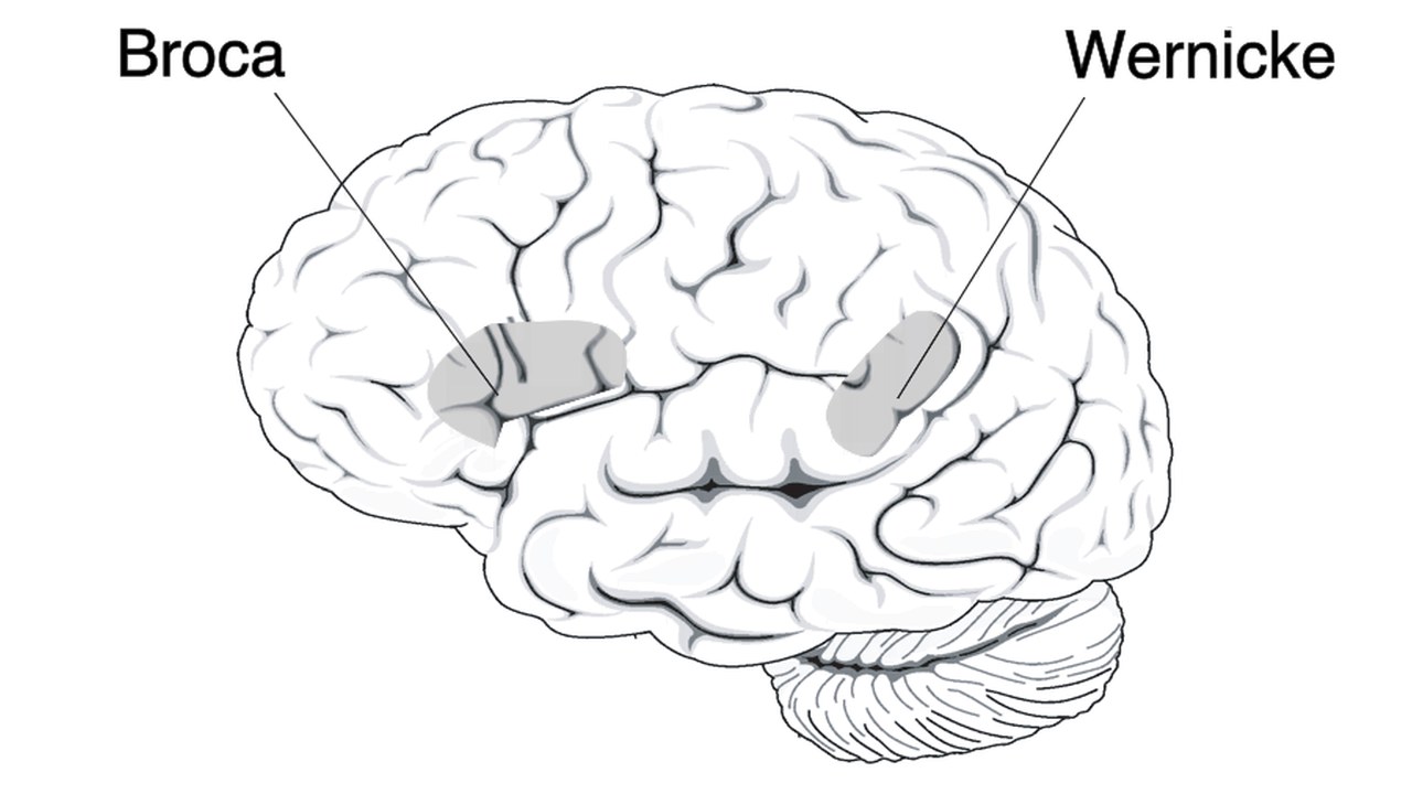 Diagram of the left side of the brain showing Broca's and Wernicke's language areas